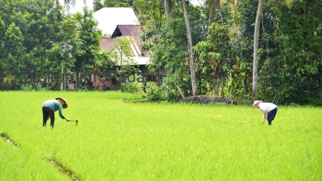 Pemerintah Bakal Bangun Jaringan Irigasi Air Tanah di Bungus dan Luki