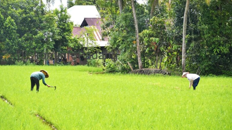 Pemerintah Bakal Bangun Jaringan Irigasi Air Tanah di Bungus dan Luki