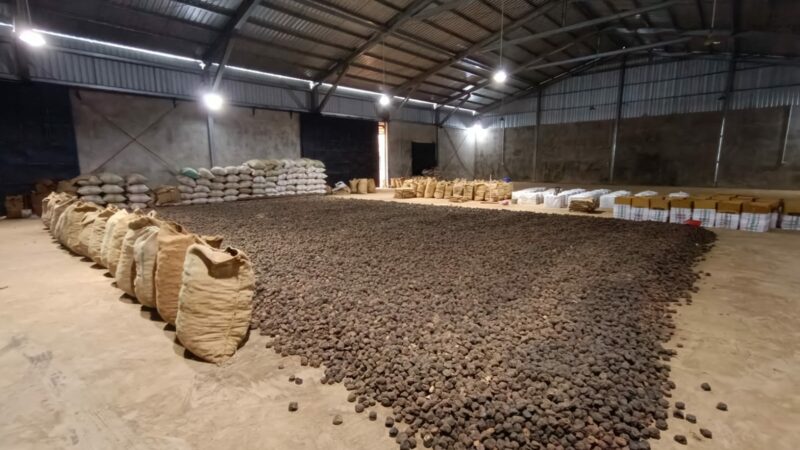 Sumbar Siap Kembali Kirim Gambir ke India