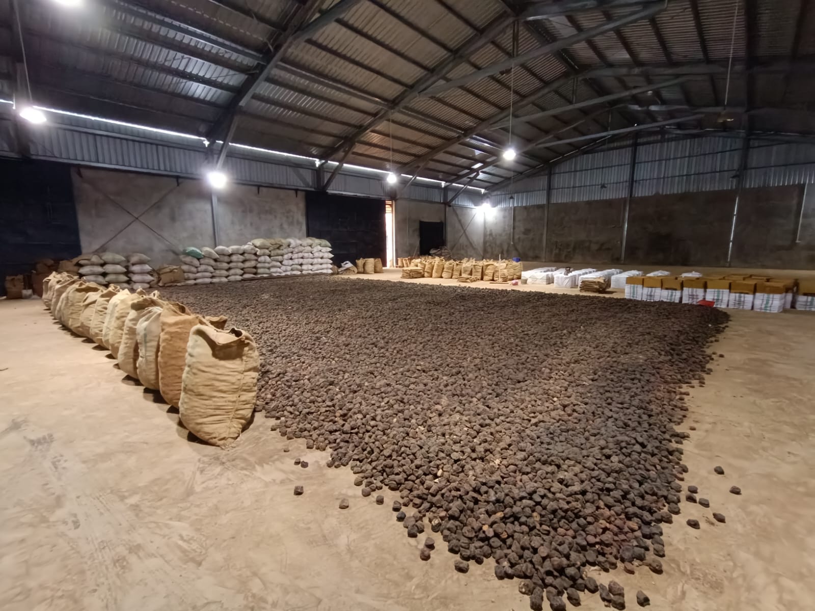 Petani Limapuluh Kota Desak Mentan Amran Sulaiman Segerakan Program Hilirisasi Produk Gambir