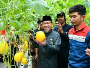 Panen Perdana 1.000 Melon Golden Premium, Wawako Padang Apresiasi Inovasi Petani Muda Bungus Teluk Kabung