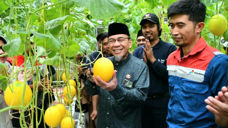 Panen Perdana 1.000 Melon Golden Premium, Wawako Padang Apresiasi Inovasi Petani Muda Bungus Teluk Kabung