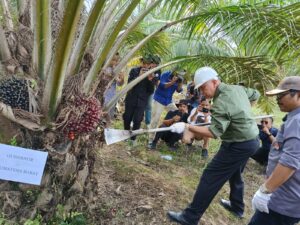 Petani di Agam Panen Perdana Sawit Hasil Replanting