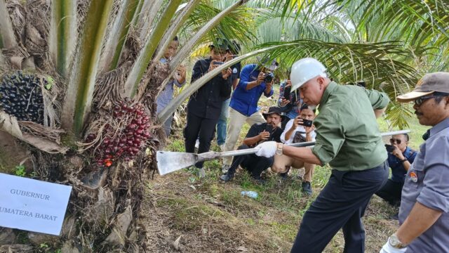 Petani di Agam Panen Perdana Sawit Hasil Replanting