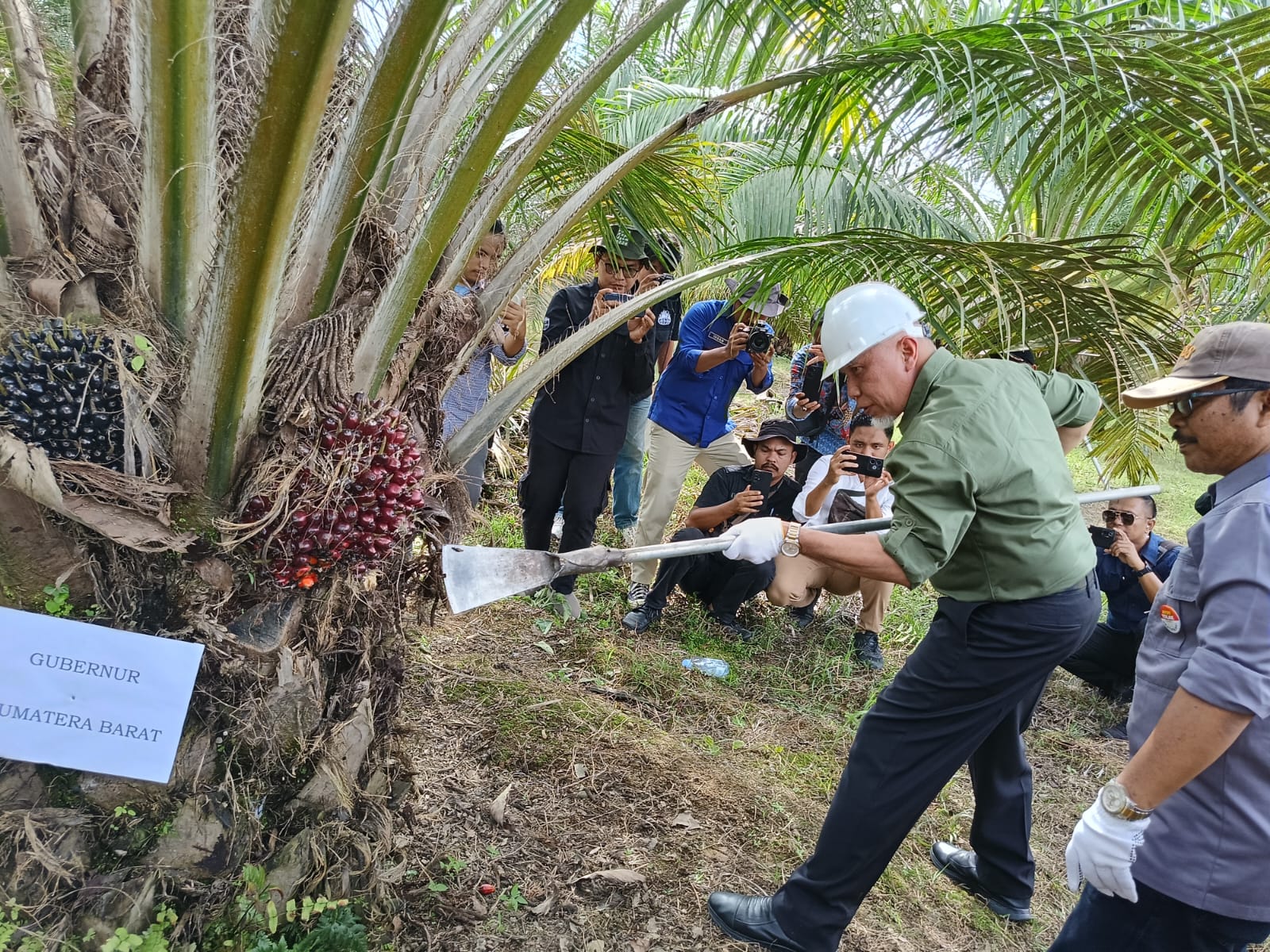 Petani di Agam Panen Perdana Sawit Hasil Replanting