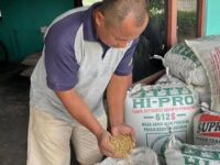 Bulog Sumbar Intensifkan Serap Gabah Petani di Padang Pariaman