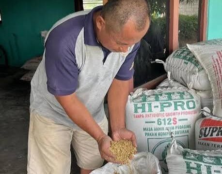 Bulog Sumbar Intensifkan Serap Gabah Petani di Padang Pariaman