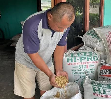 Bulog Sumbar Intensifkan Serap Gabah Petani di Padang Pariaman