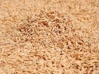 Bulog Sumbar Serap Gabah dan Beras Petani di Padang Pariaman