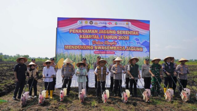 Bulog Sumbar Ikuti Tanam Jagung Serentak  di Padang Pariaman