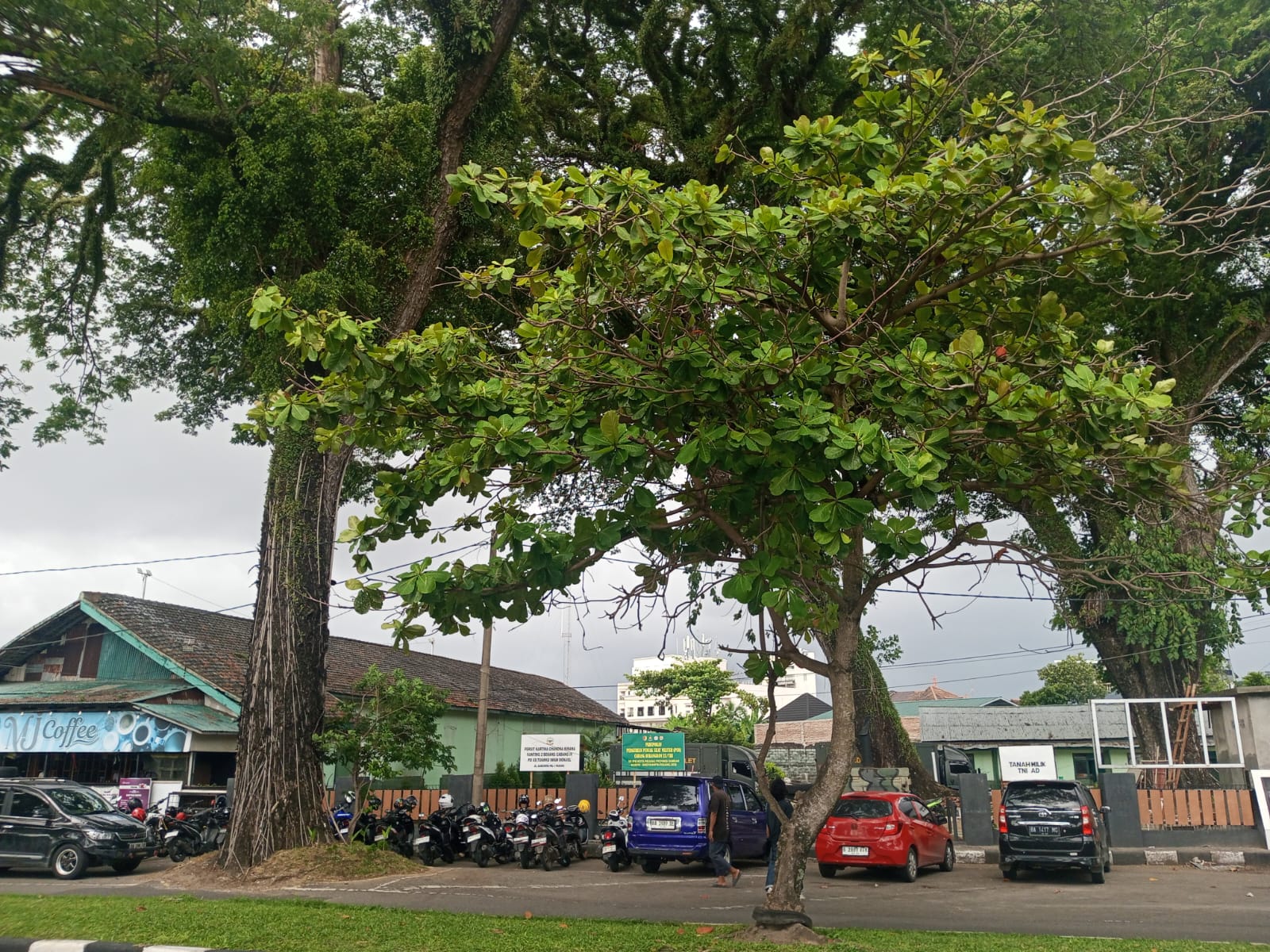 19 Ribu Pohon Lindungi Kota Padang, DLH Ungkap Sebagian Berusia Lebih dari Seabad