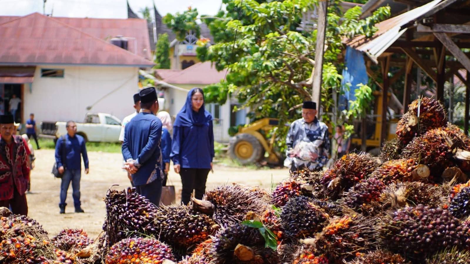Harga Sawit Petani Dharmasraya Turun hingga Rp 1.100 per Kilogram, Bupati Peringatkan PKS