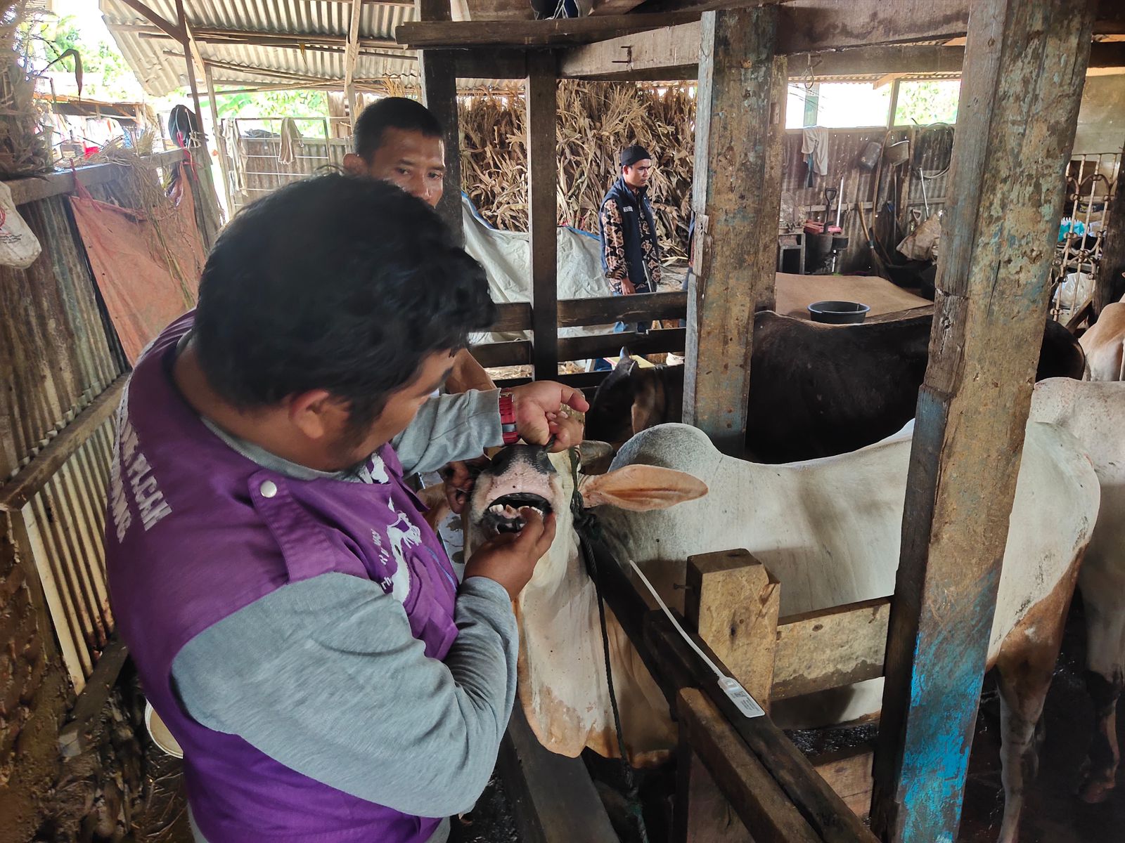 Pemko Padang Pasang Penning Putih Tandai Hewan Layak Kurban