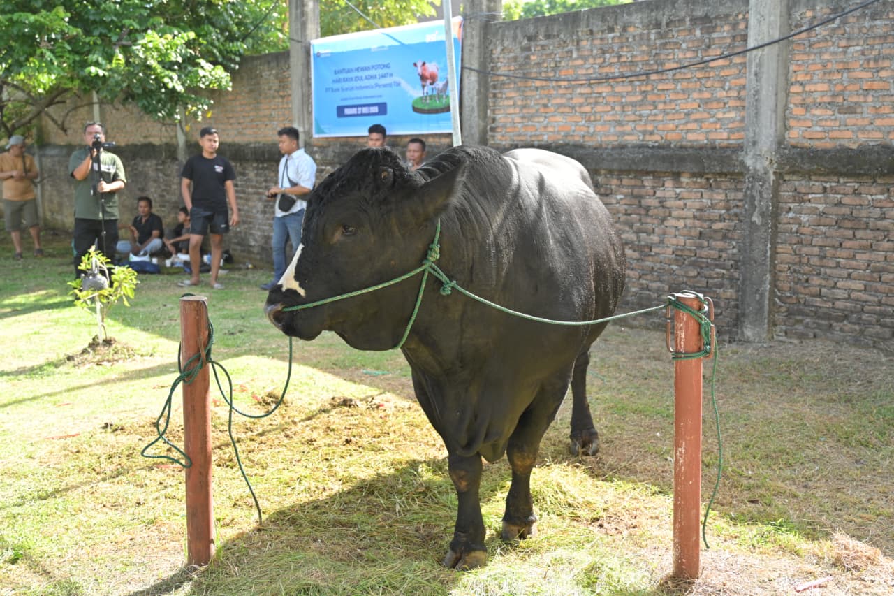Bobot 1,2 Ton, Gubernur Saksikan Penyembelihan Sapi Bantuan Presiden di Masjid Raya Sumbar