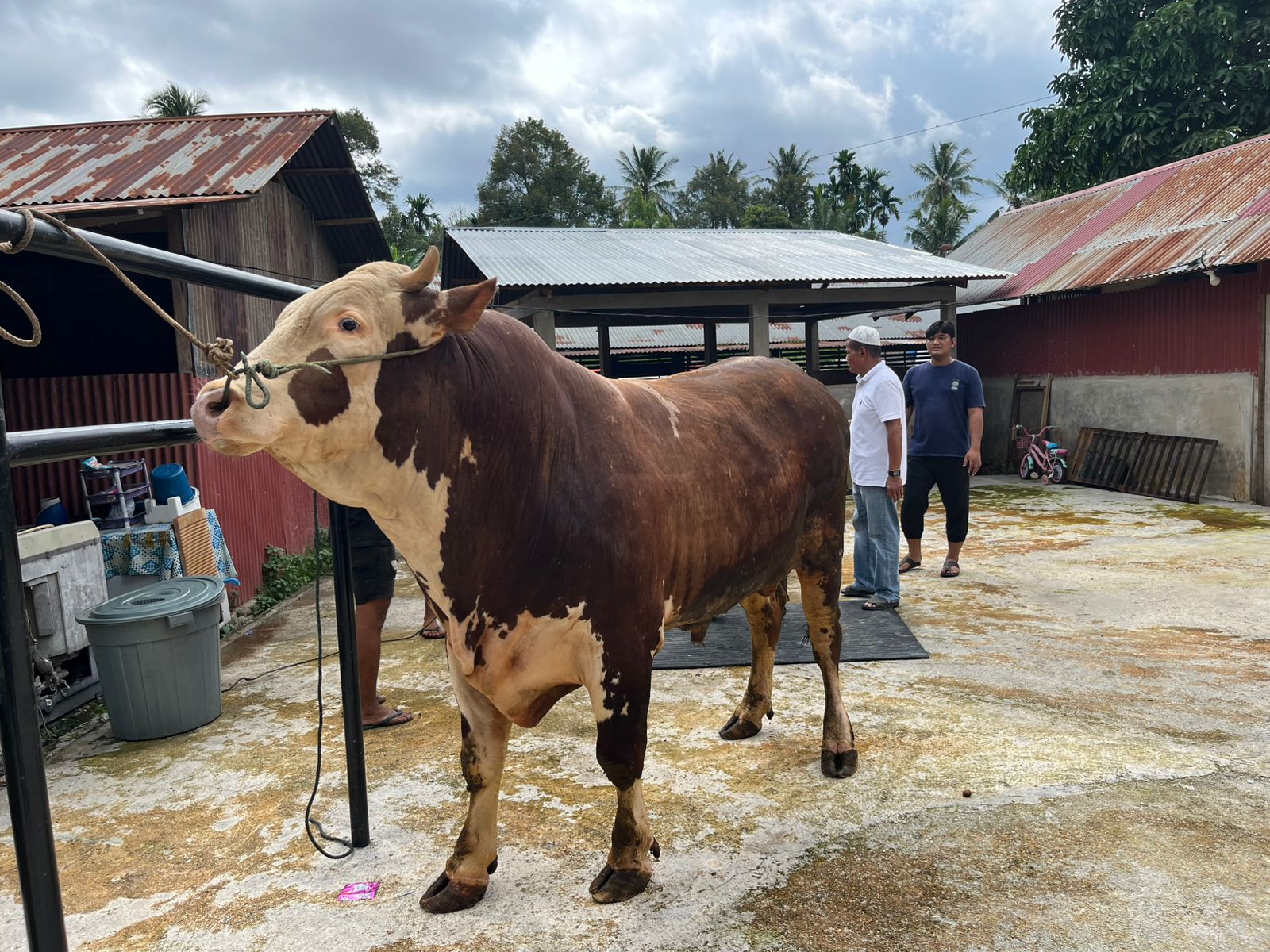 Sapi Kurban Prabowo di Sumbar 2026, Kalahkan Rekor Jokowi 2 Periode