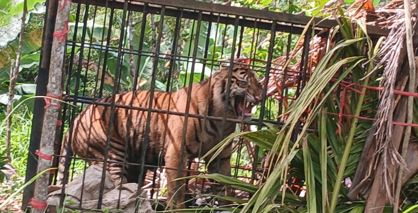 5 Fakta Harimau Sumatra Masuk Perangkap di Agam: Namanya Puti Batuah, Dibawa ke Kandi Sawahlunto