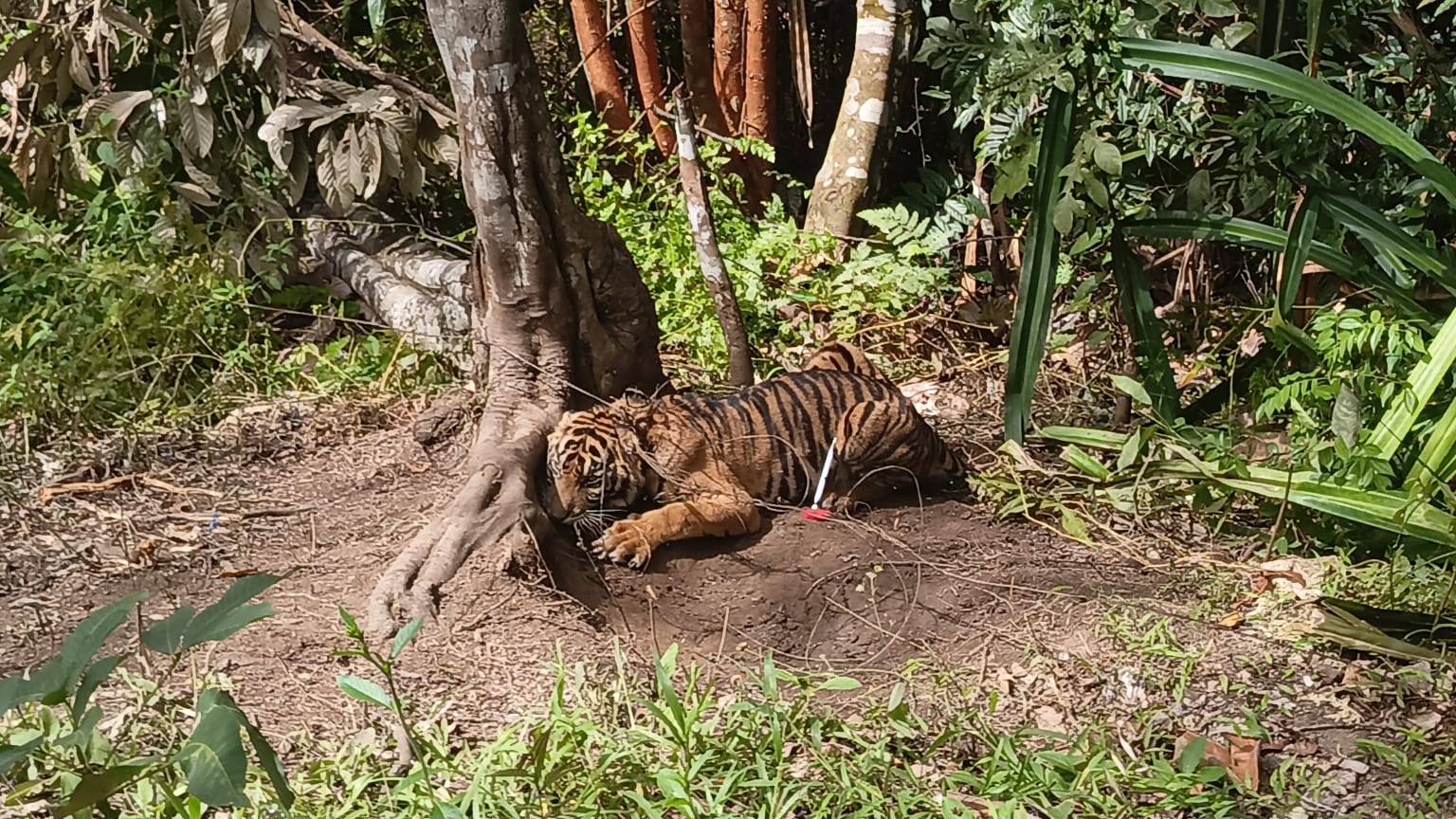 Empat Harimau Sumatra Terjerat Perangkap Babi di Sumbar, Dua Mati hingga BKSDA Larang Penggunaan Jerat Rattus