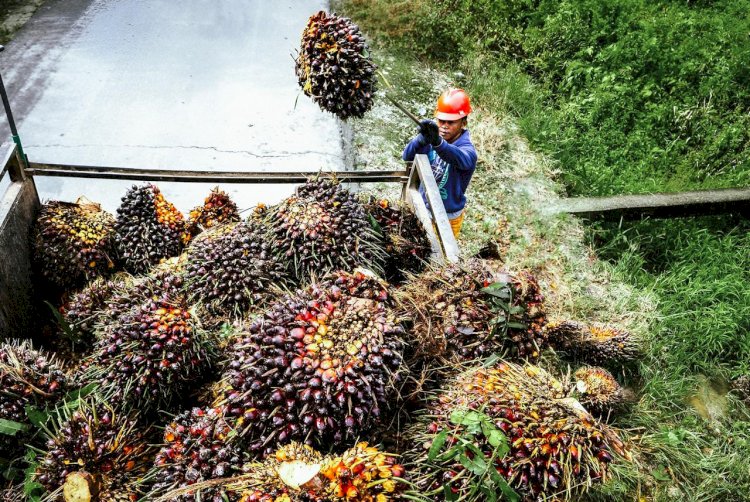 Harga TBS Sawit Pasaman Barat Capai Rp3.789 per Kg, RPSM Tawarkan Harga Tertinggi