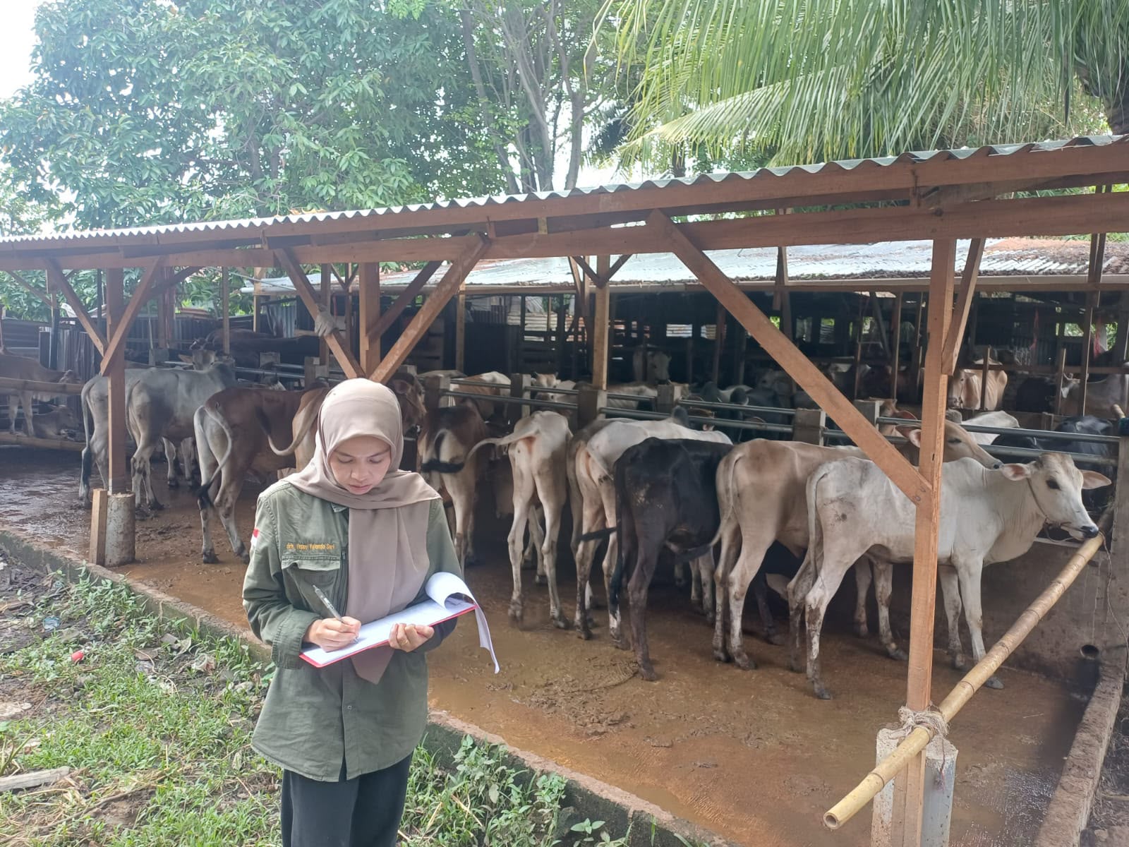 UPT Puskeswan Padang Sediakan 700 Dosis Vaksin PMK Gratis untuk Hewan Ternak