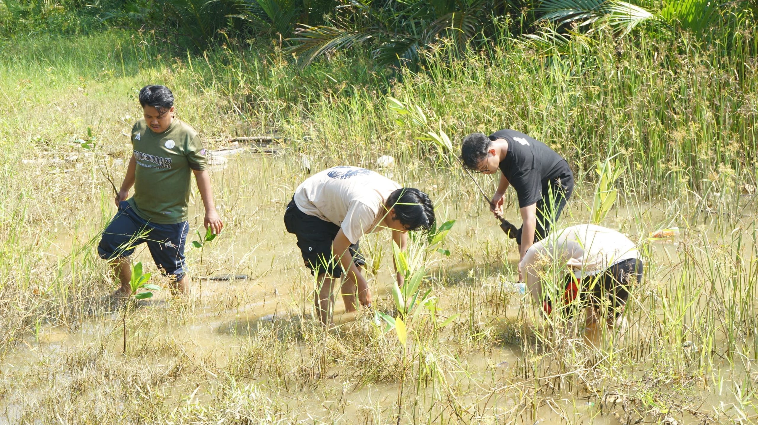 Menjaga Pesisir Mandeh dari Ancaman Abrasi, Restorasi Mangrove Jadi Harapan Baru Pulau Karam