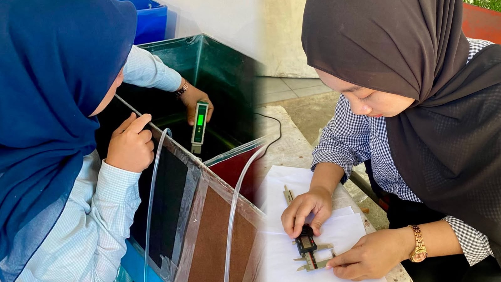 Riset Mahasiswa UBH Temukan Warna Latar Akuarium Pengaruhi Kelangsungan Hidup Lobster Capit Merah
