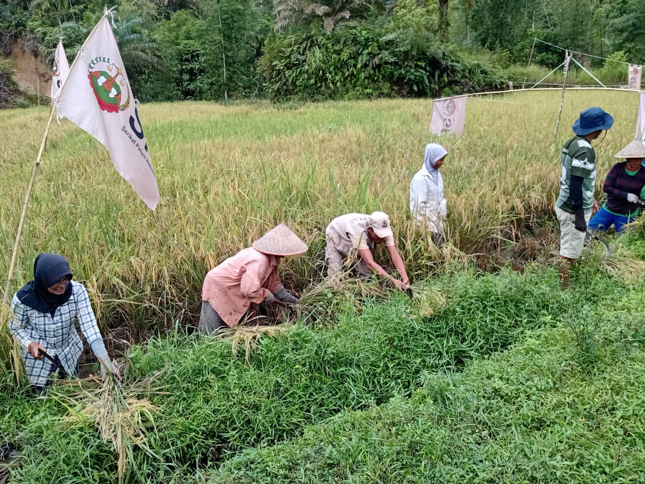 SPI Gelar Panen Perdana Padi Agroekologi di Sakayan Jauah