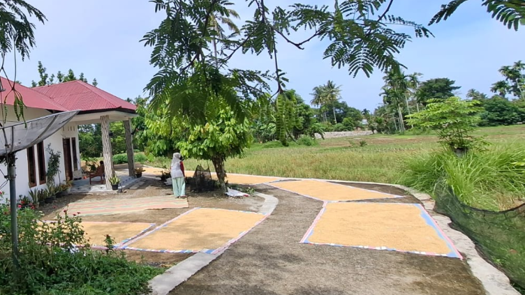 Cerita Petani Lapau Manggu, Panen Padi dari Sawah yang Terendam Banjir