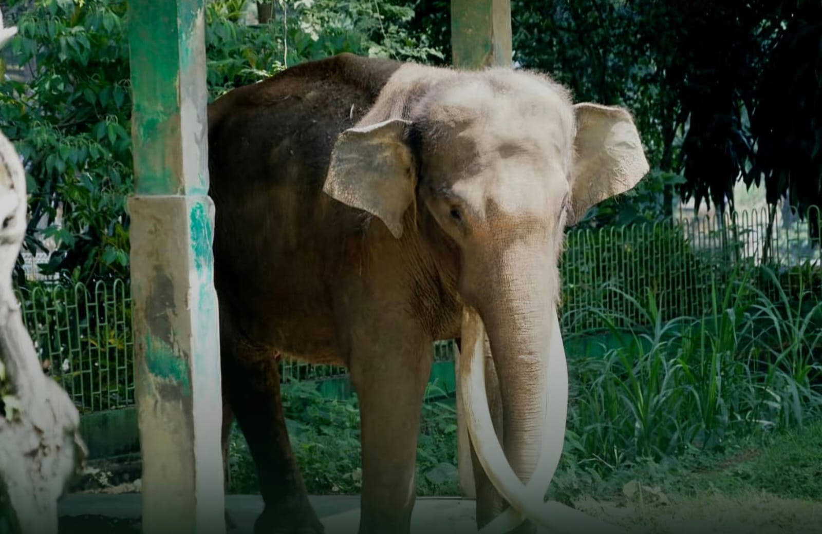 Viral Video Gajah Zidan Dirantai Pendek di TMSBK Bukittinggi, Ini Alasan Pemko