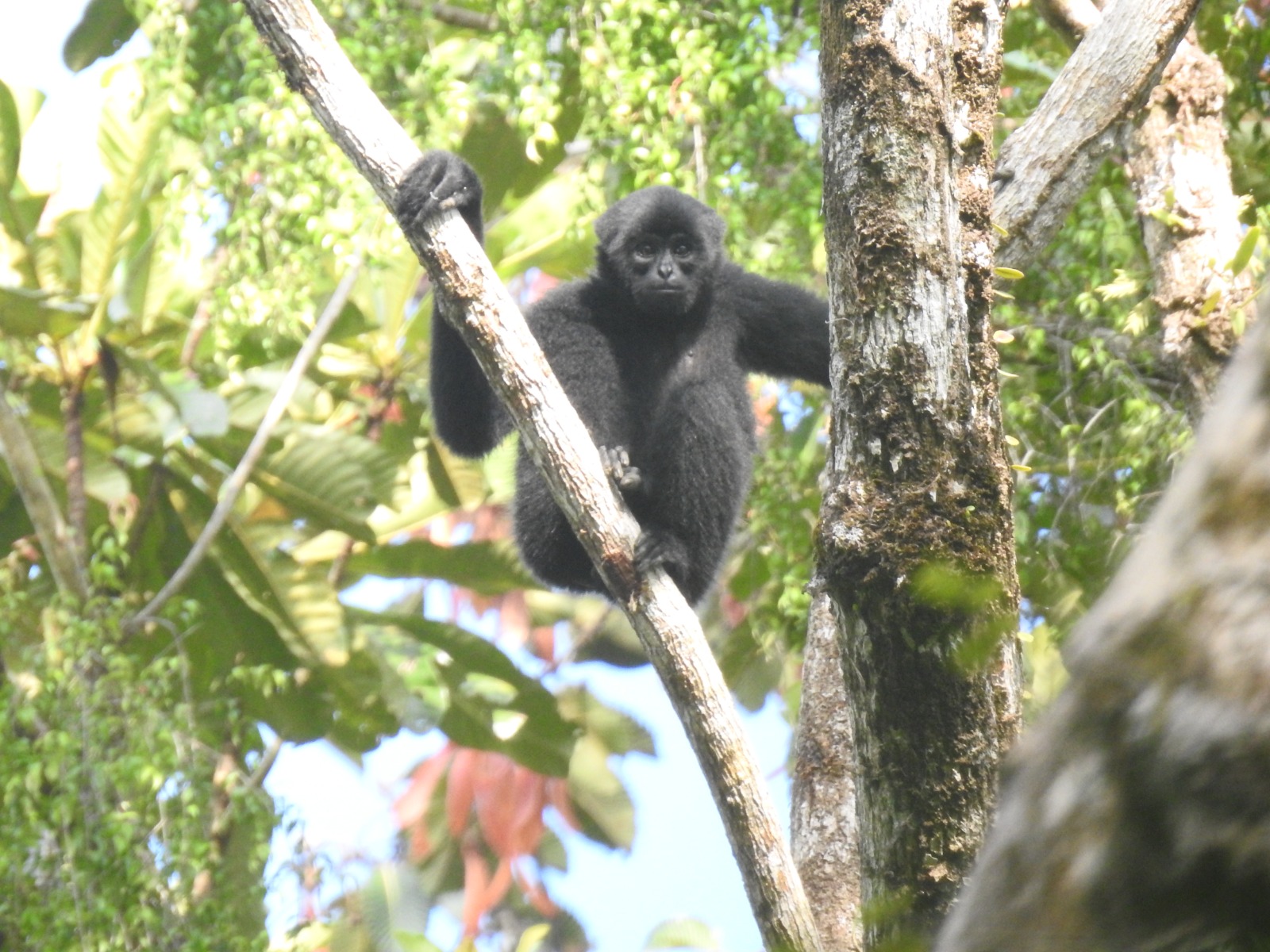 Populasi Hewan Endemik Mentawai Turun 42 Persen, Kemenhut Didesak Stop Eksploitasi Hutan