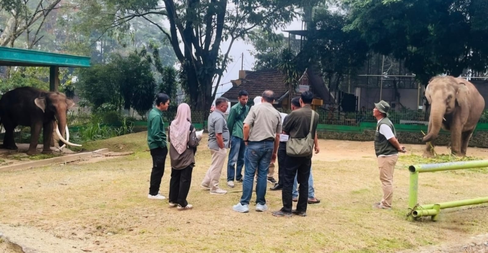 BKSDA Datangkan Mahout dari Riau, Observasi Gajah Zidan dan Lia di Bukittinggi